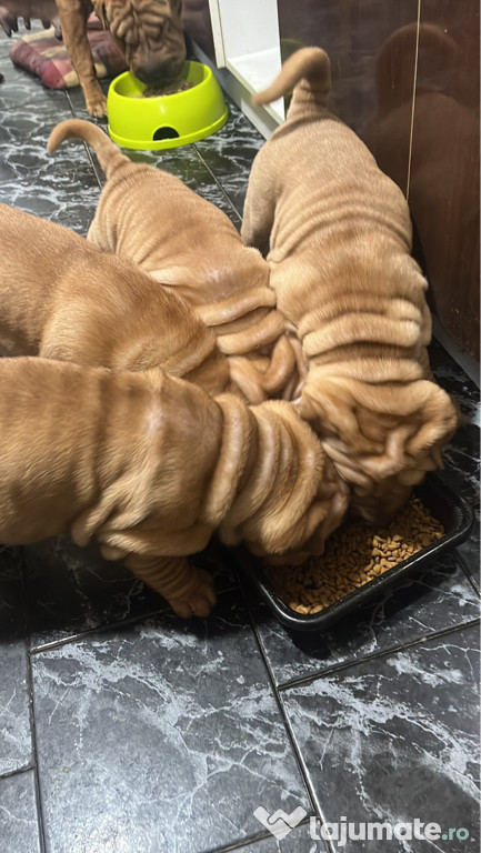 Căței Rasa Shar-Pei