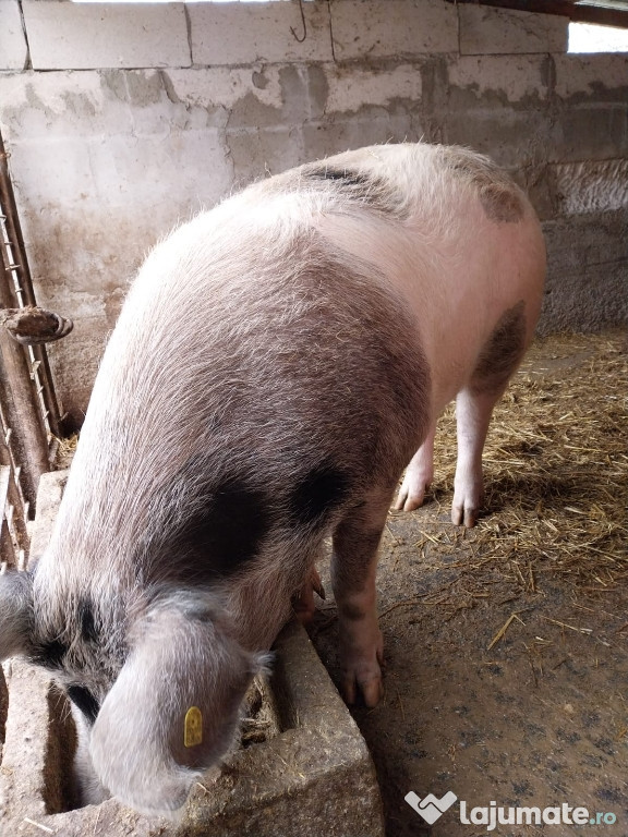 Porci hrăniți natural