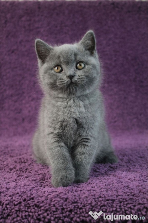 British shorthair pisoiași