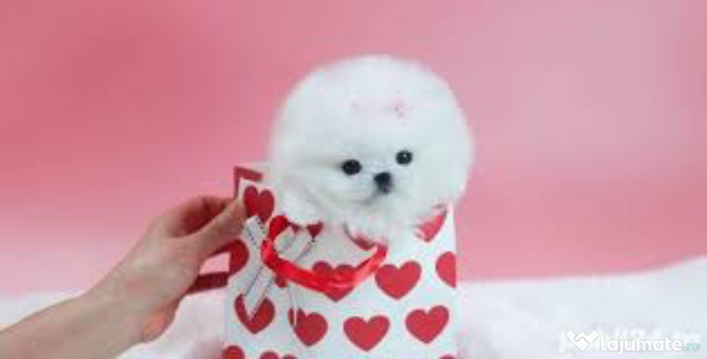 Pomeranian mini toy talie foarte micuța