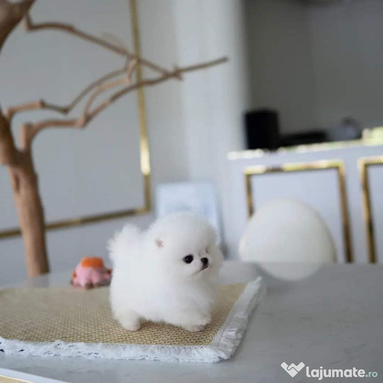 Pomeranian boo mini