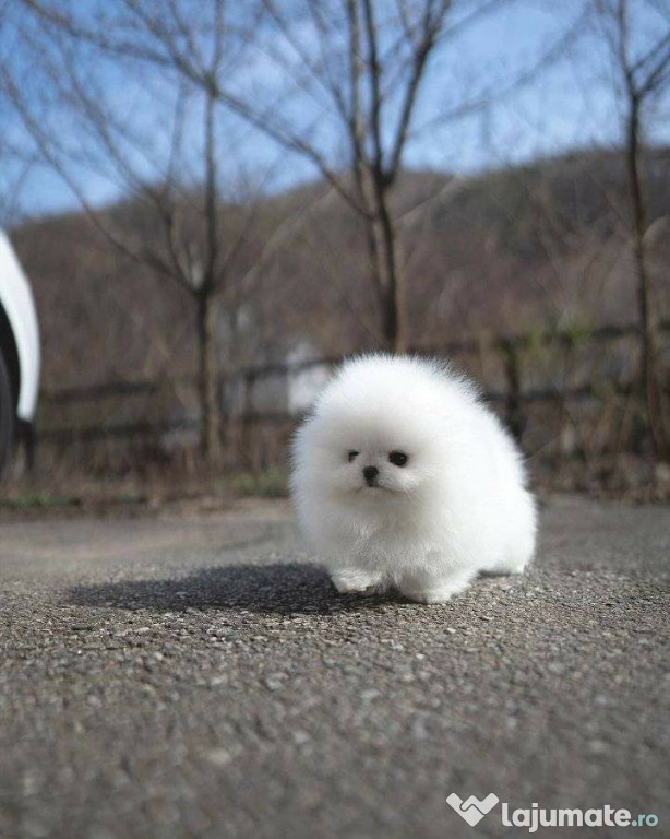 Pomeranian talie mica rasa pura