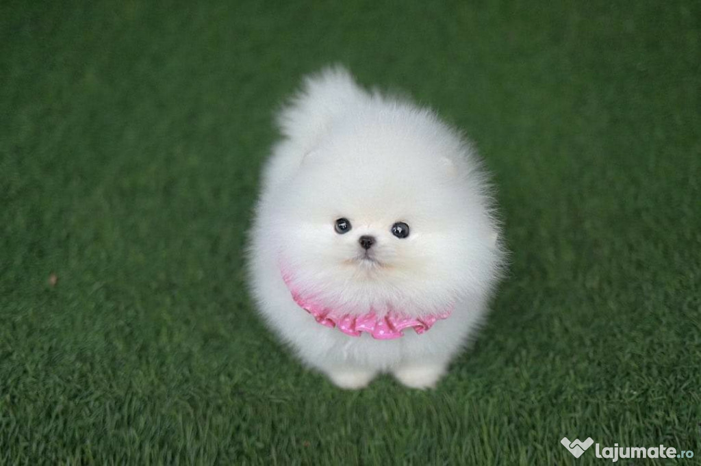 Pomeranian Teeacup Mini Boo!Ursuleț!Asigur Transport!Anunt Realal!