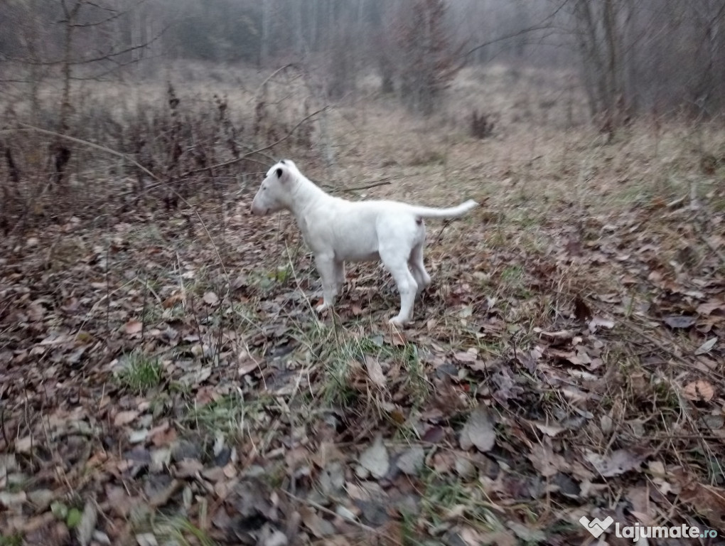 Bull Terrier de vânzare