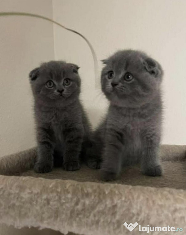 British scottish fold