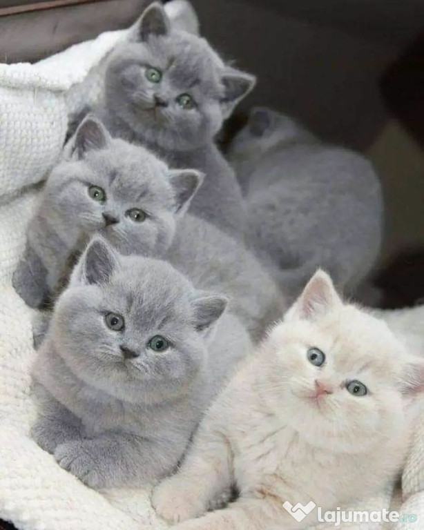 British Shorthair scottish fold feline superbe