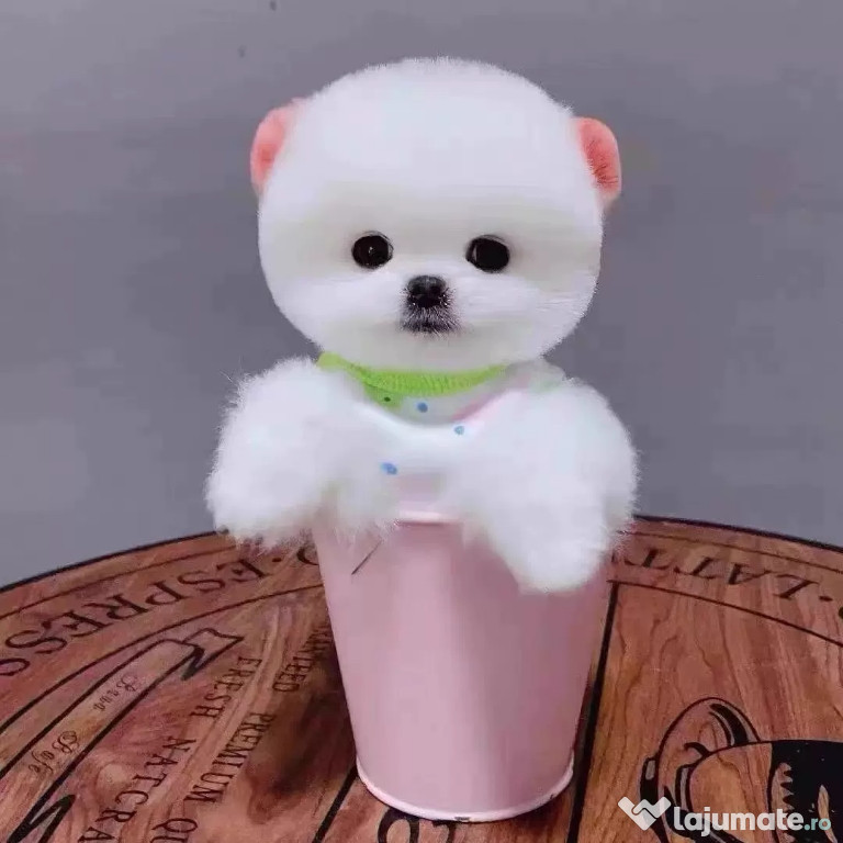 Pomeranian Teeacup modelul ursuleț