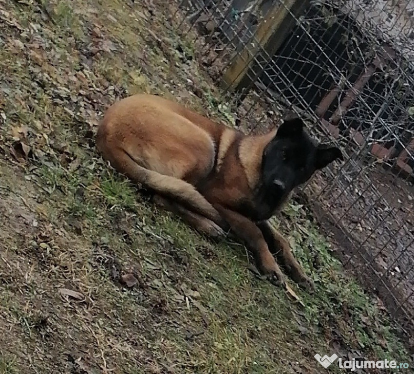 Ciobănesc belgian malinois gratuit 5 luni