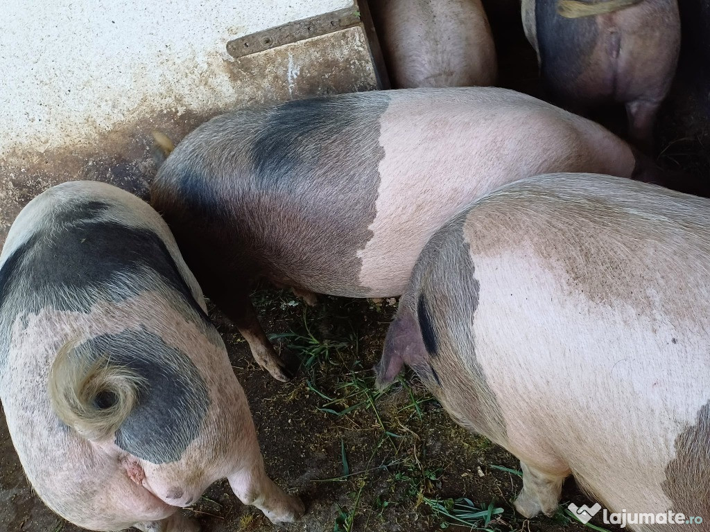 VAND PORCI DE SACRIFICI