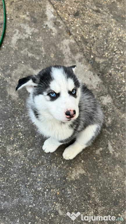 Pui Husky Siberian