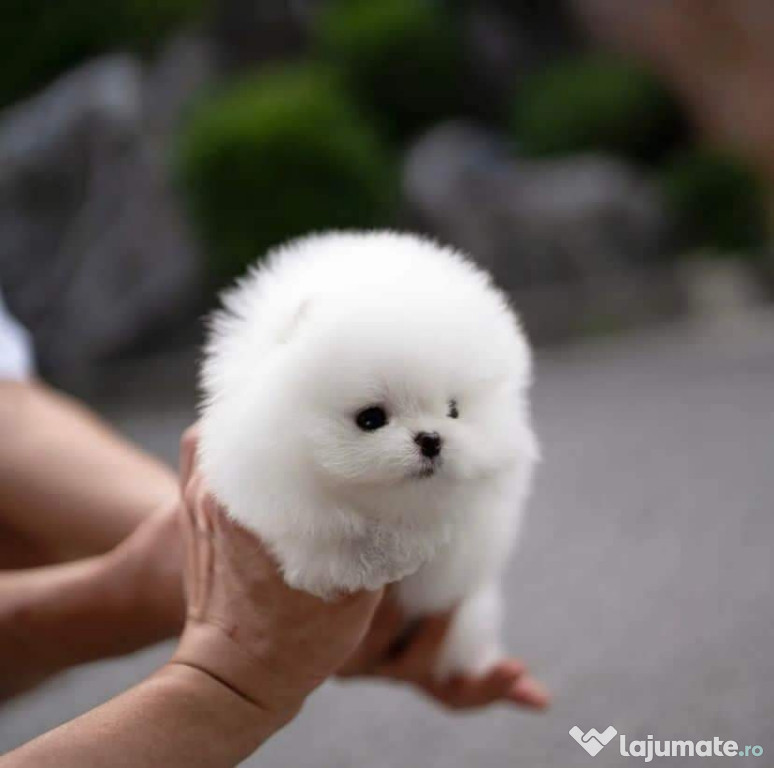 Pomeranian boo original mini