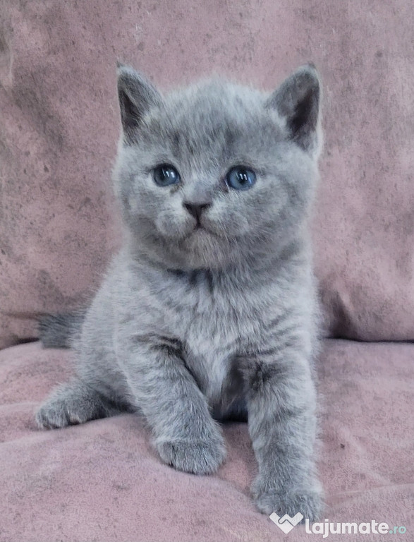 British shorthair