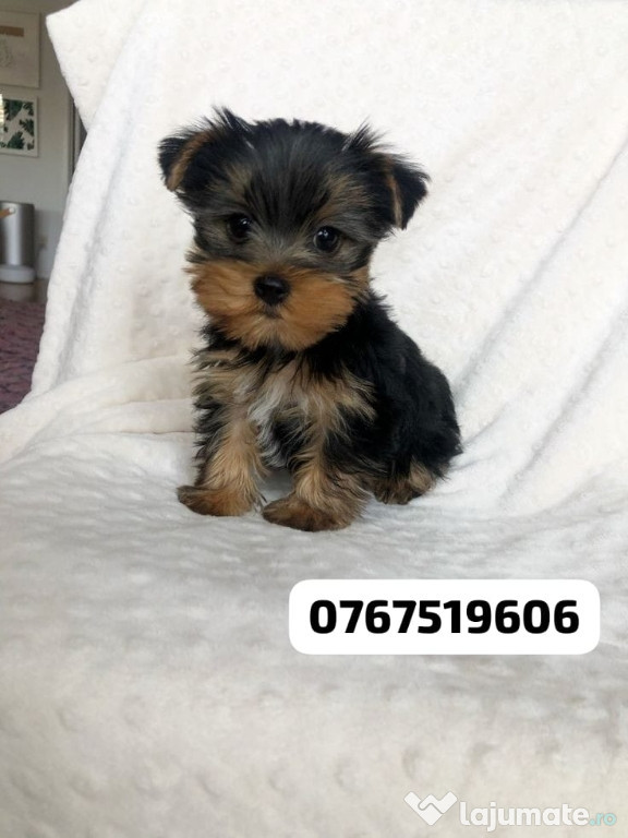 Yorkshire terrier mini toy