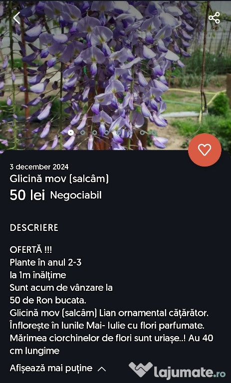 Glicină mov plante ornamentale în anul 2-3