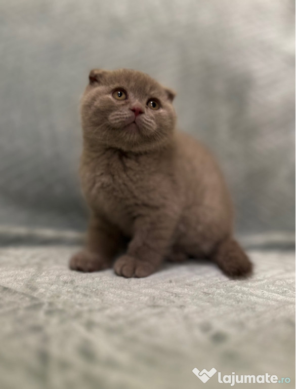 Scottish Fold cappuccino