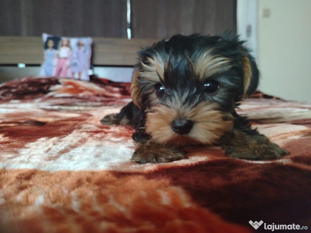 Vând puiuț Yorkshire Terrier