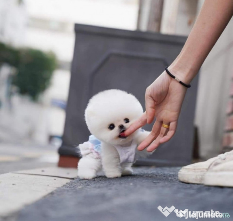 Pomeranian Mini Boo talie de buzunar