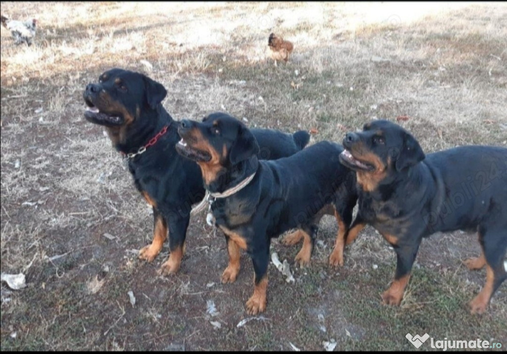 Vând căței rottweiler