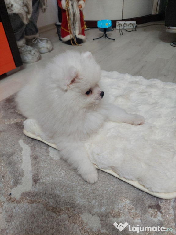 Pui pomeranian , rasa mini spitz