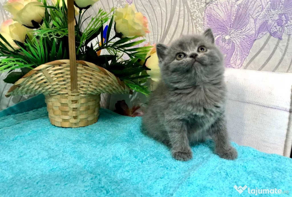 British shorthair