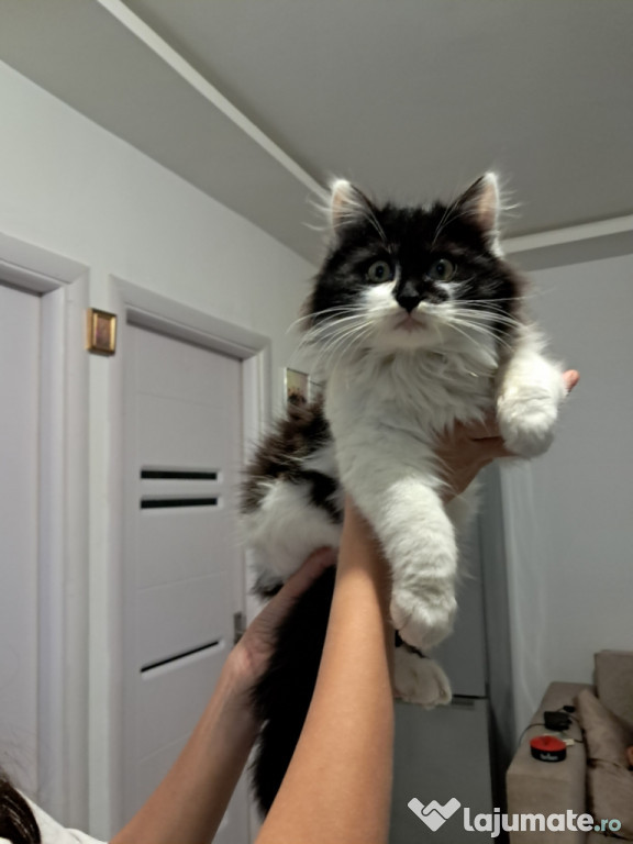 Maine coon băieței și fetițe superbi