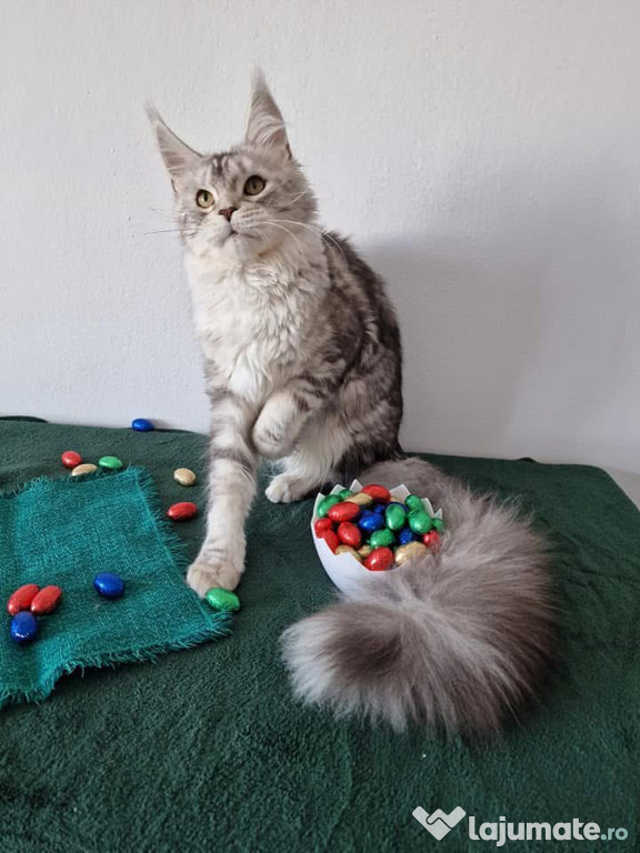 Maine coon frumoși