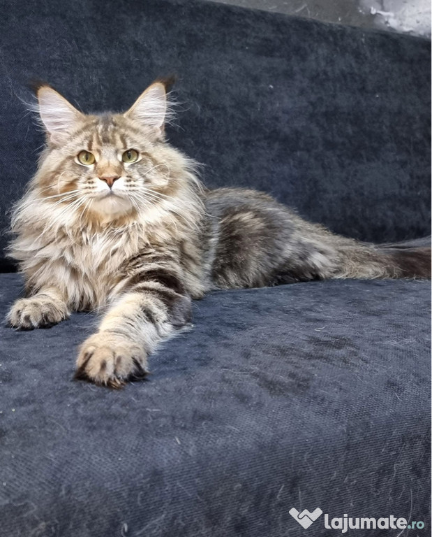 Exemplar deosebit maine coon