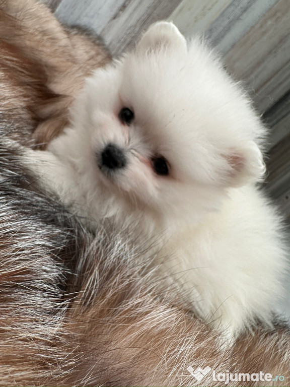 Disponibil pui Pomeranian