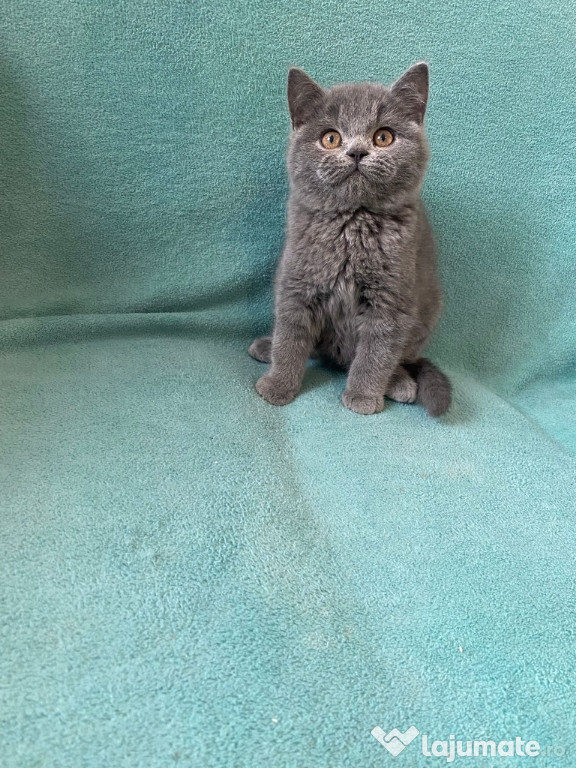 British shorthair motănei și pisicuțe superbi