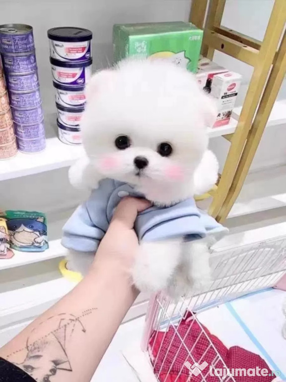 Pomeranian super mini puppy