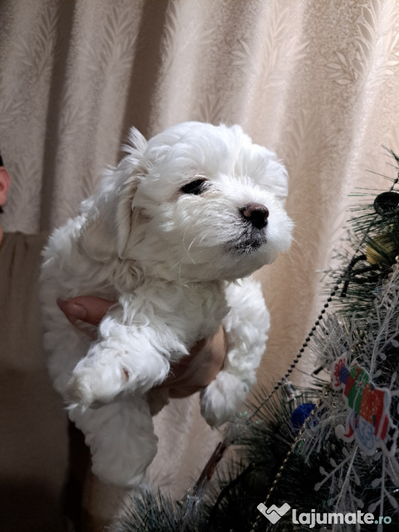 Bichon maltez mini toy