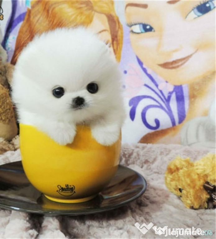 Pomeranian Mini BOO talie mica de buzunar