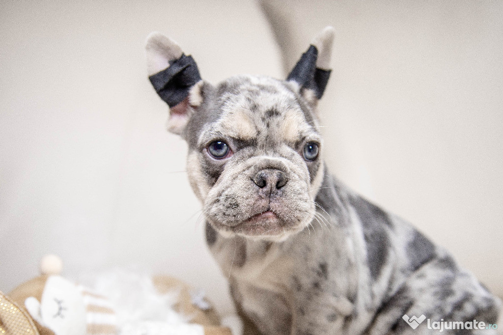 Bulldog Francez - blue merle cu ochii albastri - Transport in tara