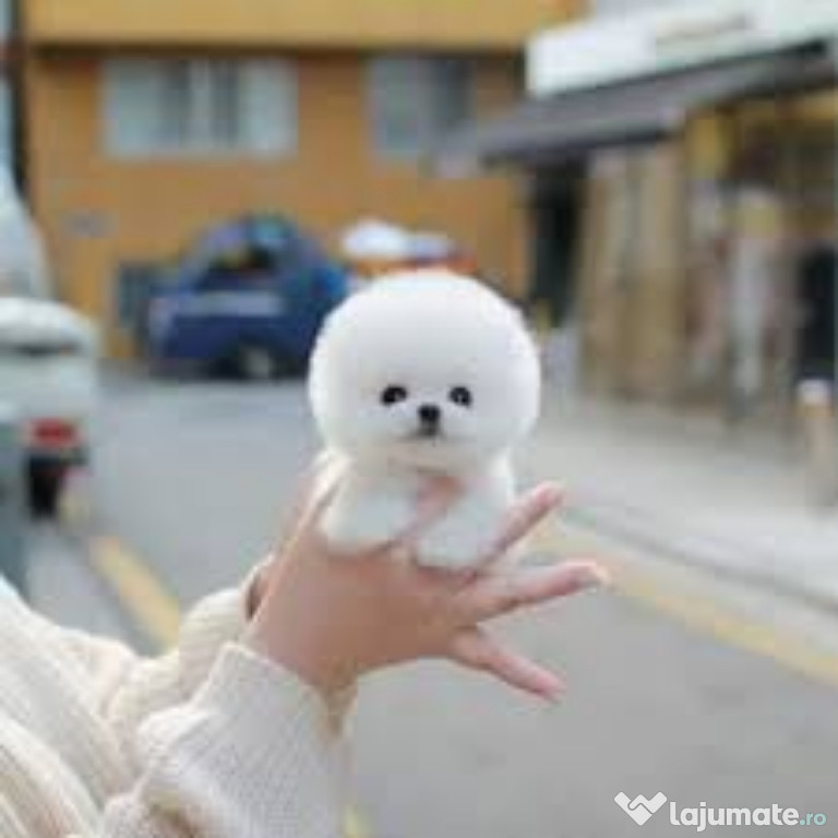 Pomeranian boo mini teacup