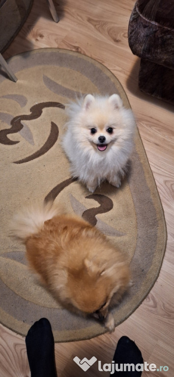 Pomeranian Toy Mascul