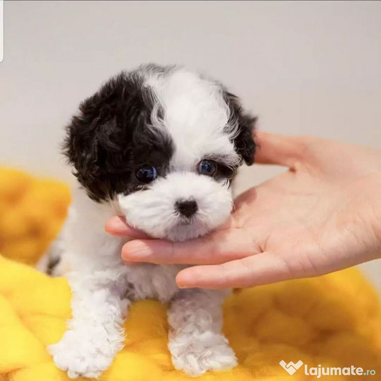 Bichon Maltez Mini Toy