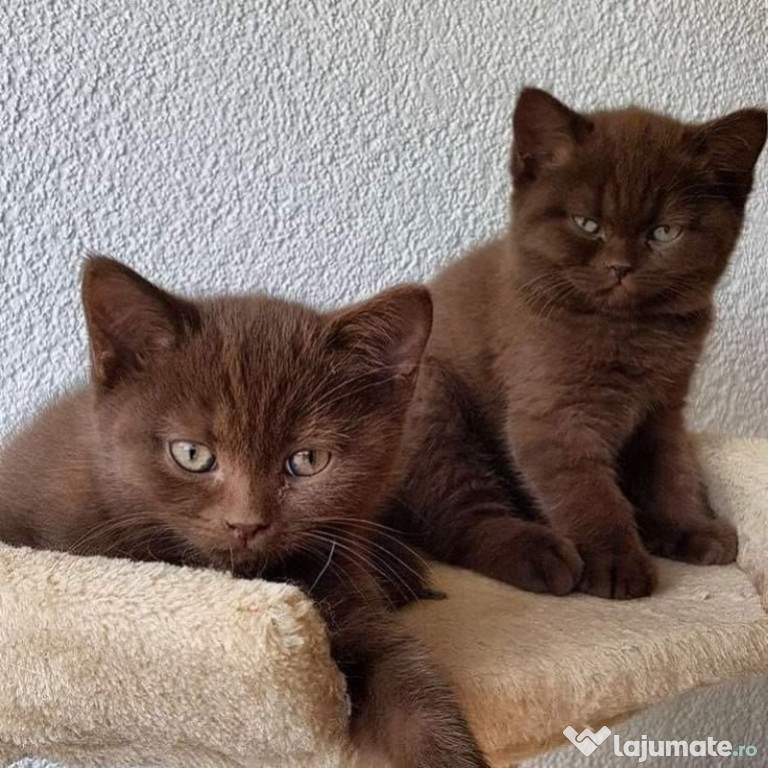 British shorthair pisoiași