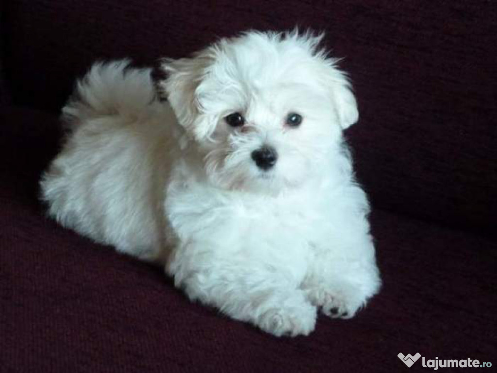 Bichon Havanez perfect pentru familii