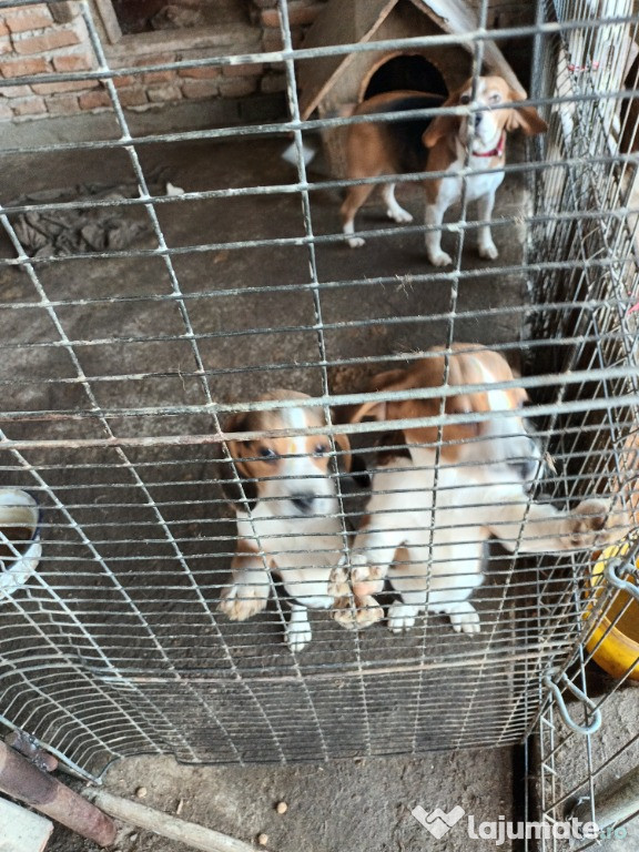 Pui Beagle de 5 luni