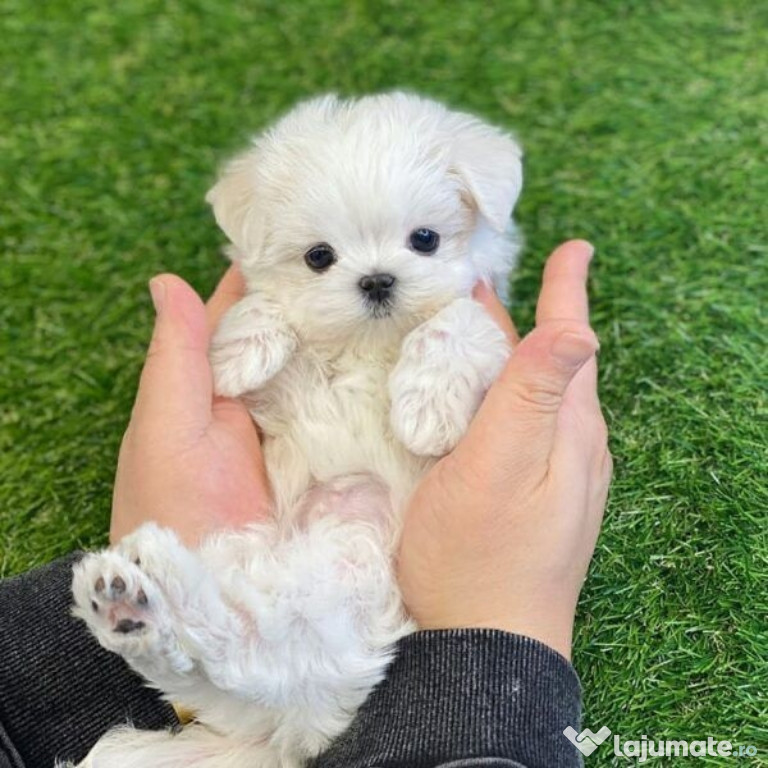 Bichon maltez mini toy