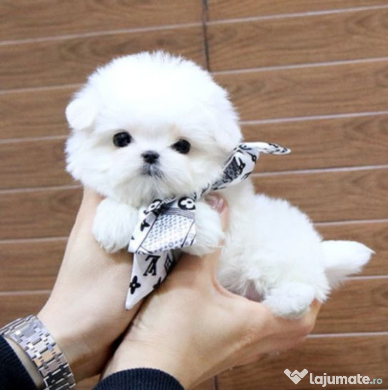 Bichon maltez mini toy