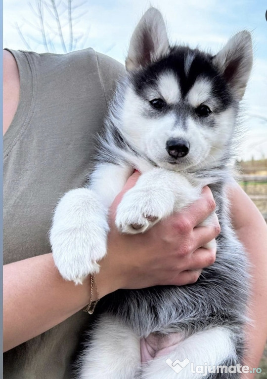 Husky Siberian fetita