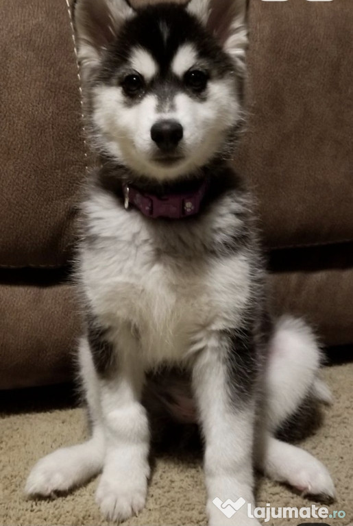 Husky Siberian fetita