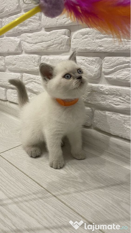 British shorthair băieței și fetițe