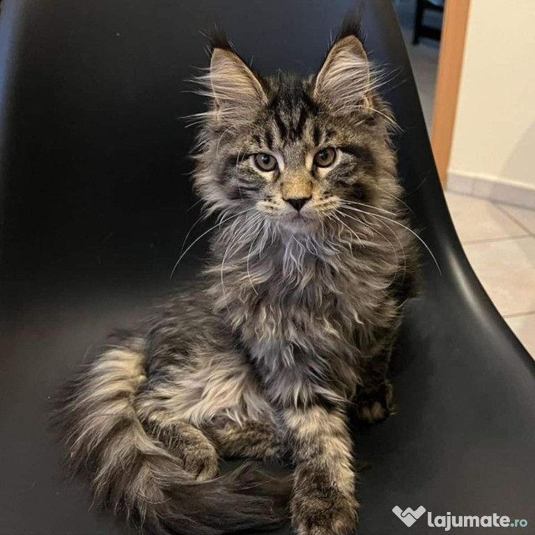 Maine Coon disponibili imediat! Asigur transport