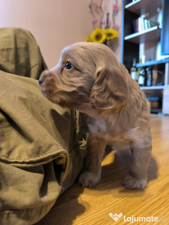 Pui de coker spaniel de rasă pură.