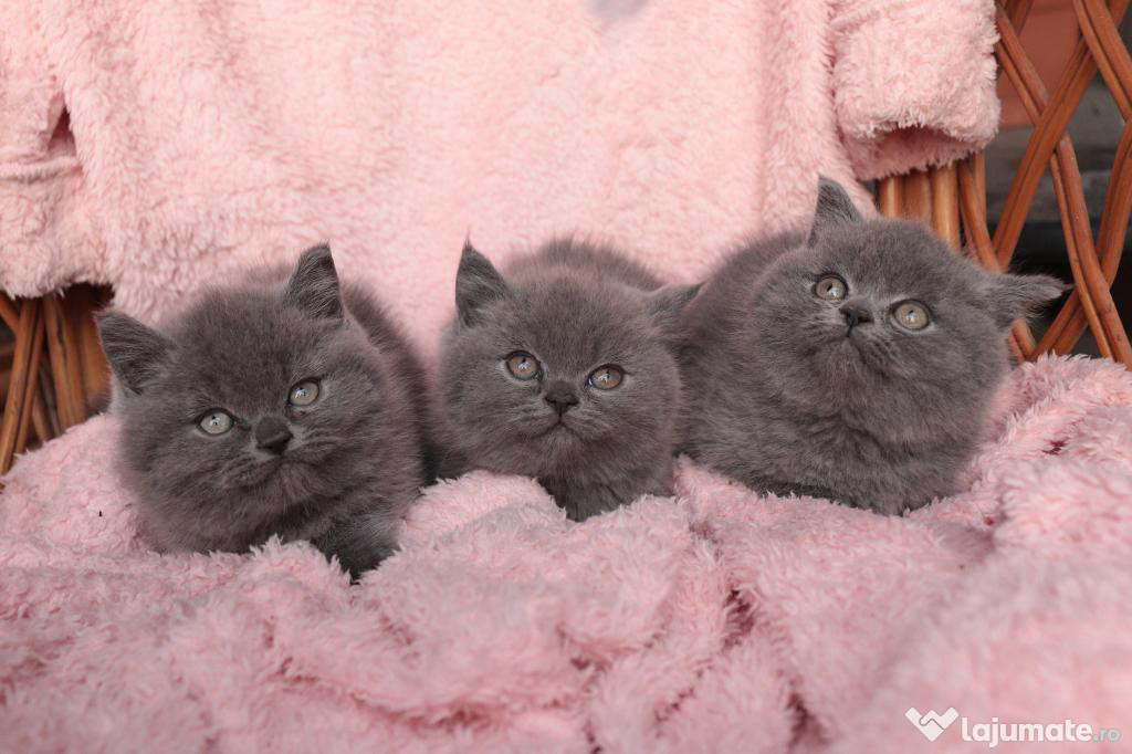 British shorthair băieței și fetițe