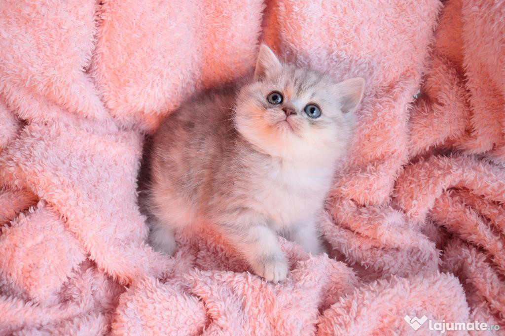 British shorthair puiuți superbi