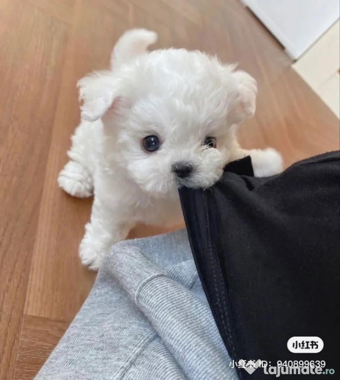 Pui bichon maltez mini toy