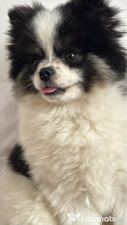 Pomeranian spitz cu pedigree
